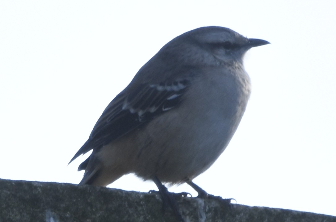 Chalk-browed Mockingbird - ML432359731