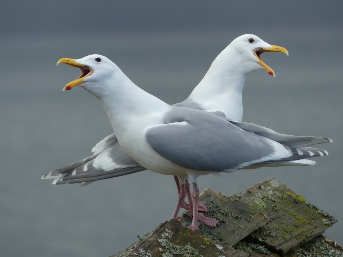 Glaucous-winged Gull - ML432360581