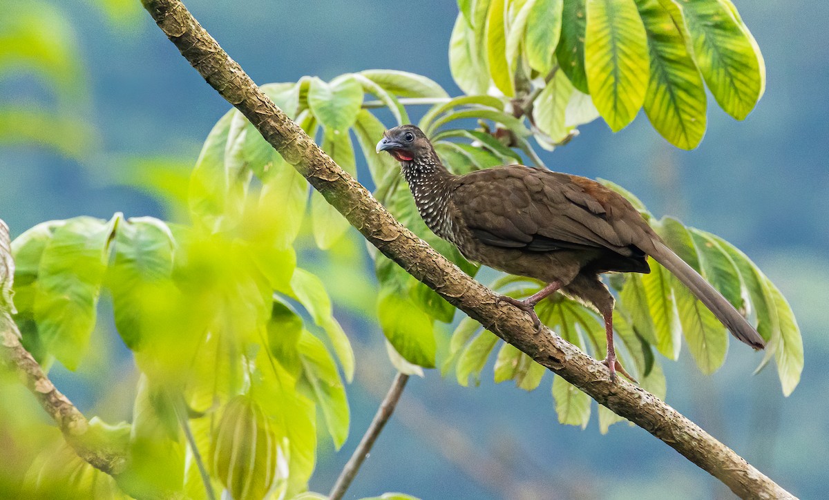 Speckled Chachalaca - ML432360711