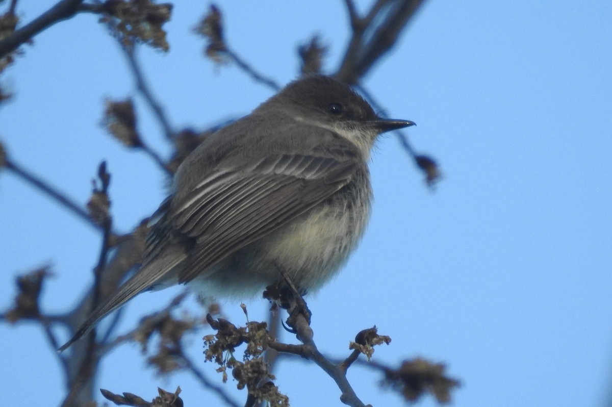 Eastern Phoebe - ML432361031