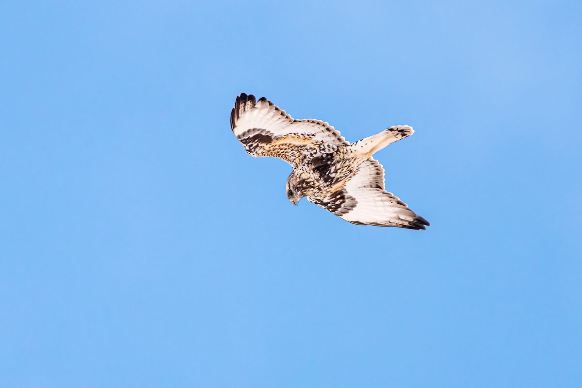 Rough-legged Hawk - Matt Saunders