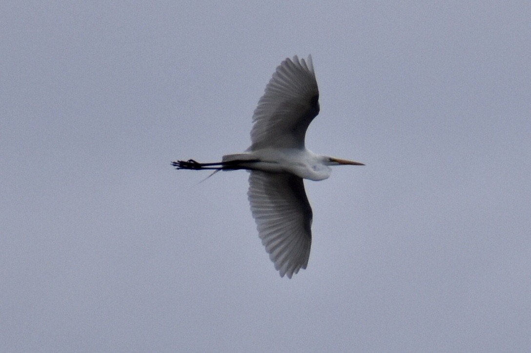 Great Egret - ML432361261