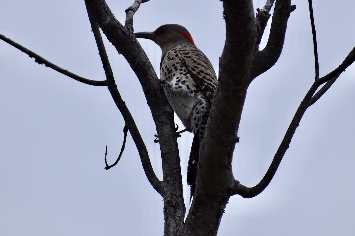 Northern Flicker (Yellow-shafted) - ML432361731