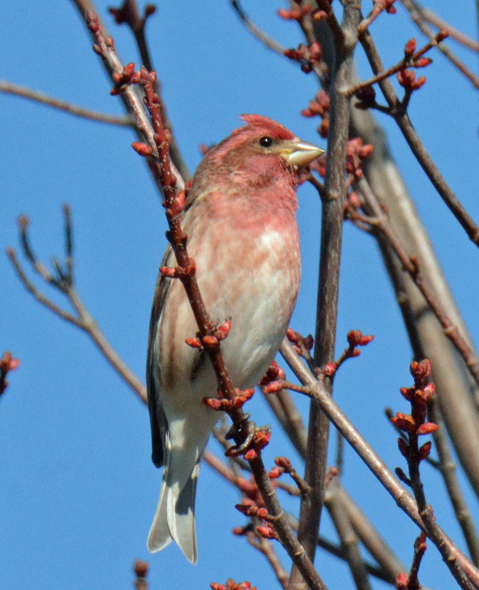 Purple Finch - ML432362541