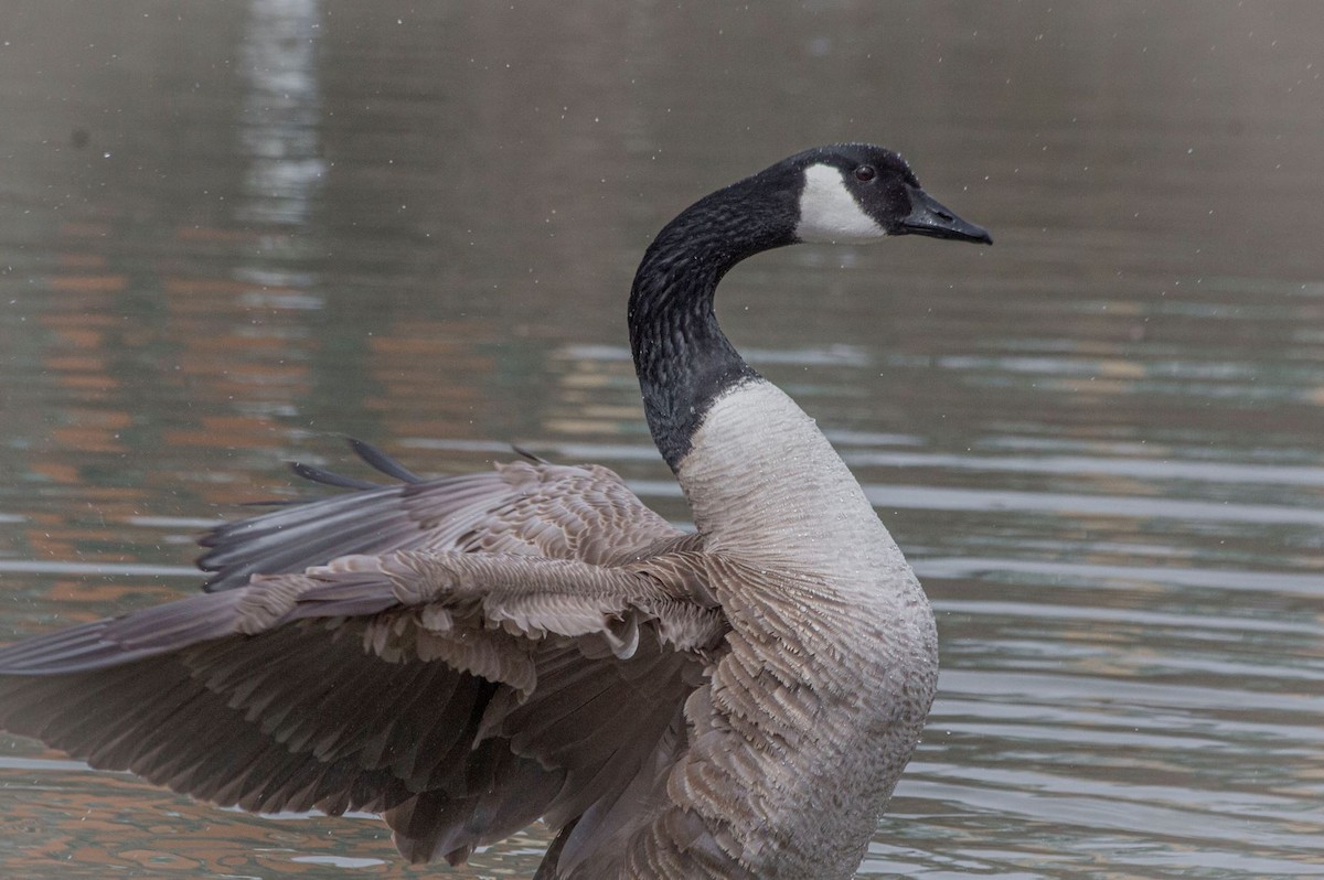 Canada Goose - ML432364681