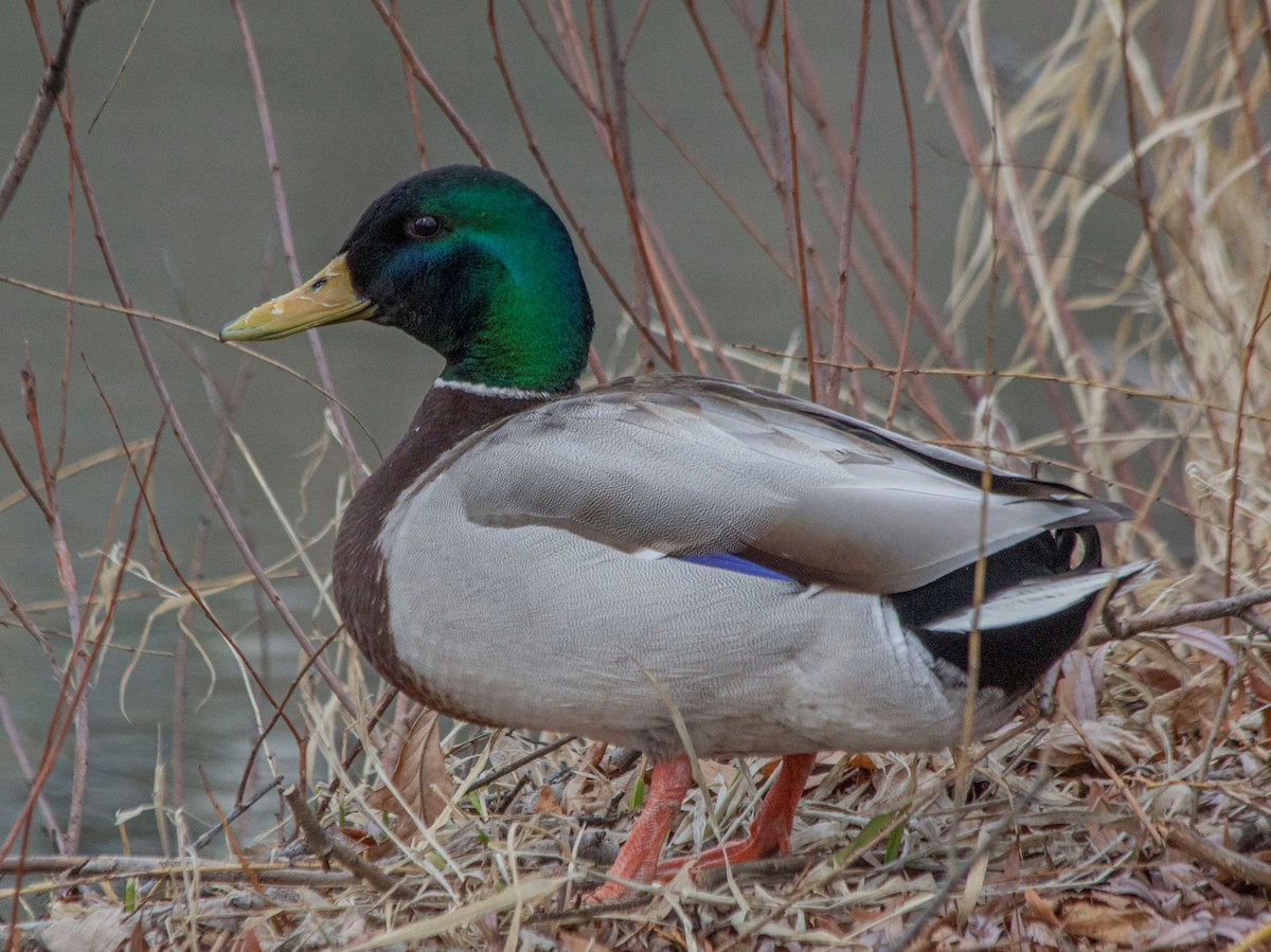 Mallard - ML432364781