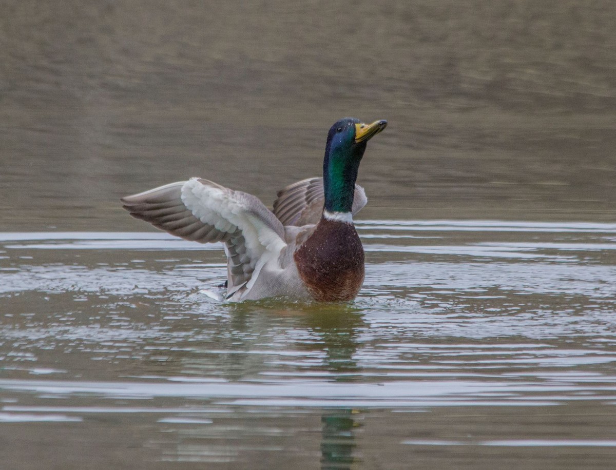 Mallard - 🦅 ꙅɒᴎoɔiʜƆ ʏɔɒɿT 🦃