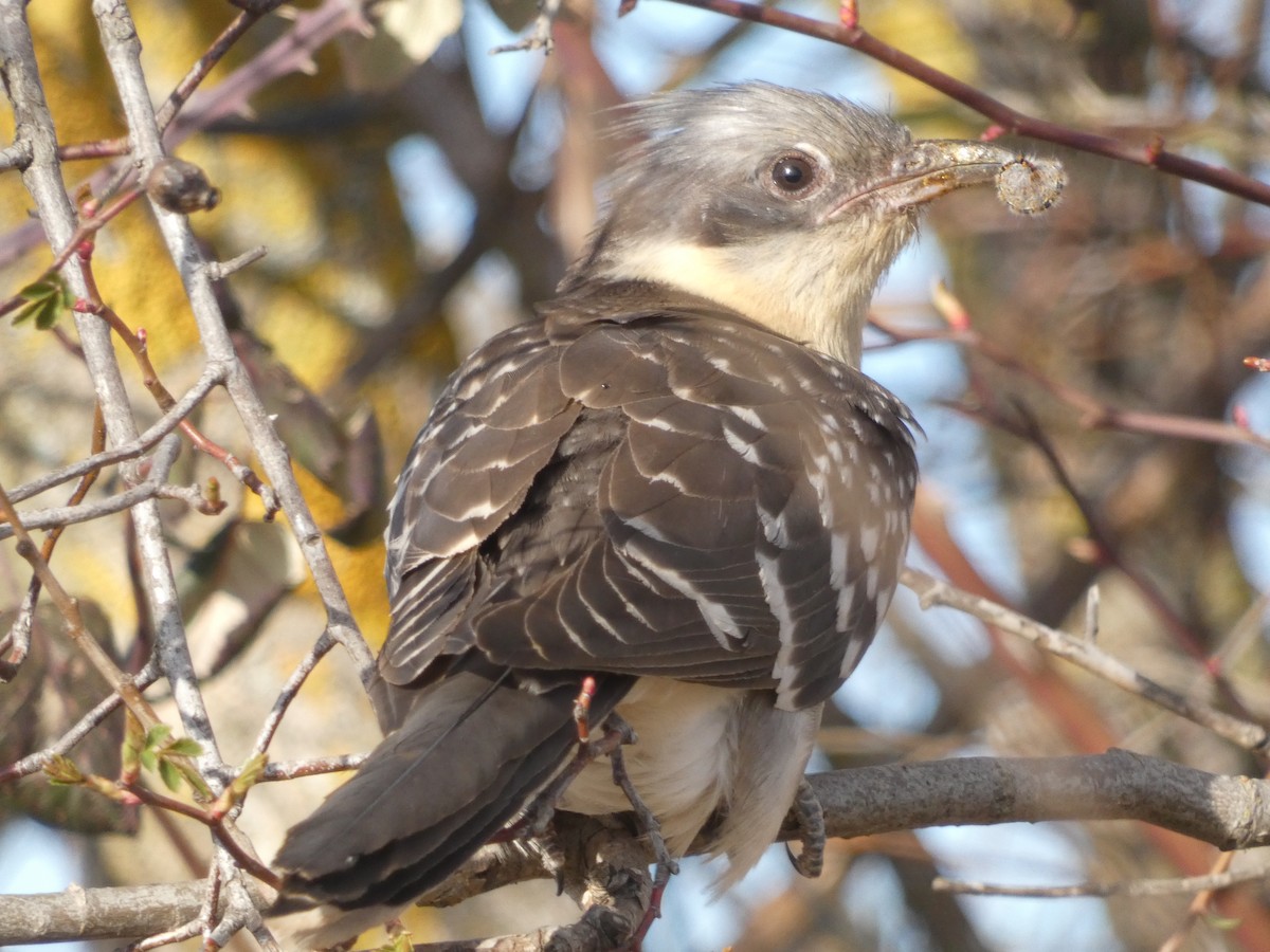 Great Spotted Cuckoo - ML432364961