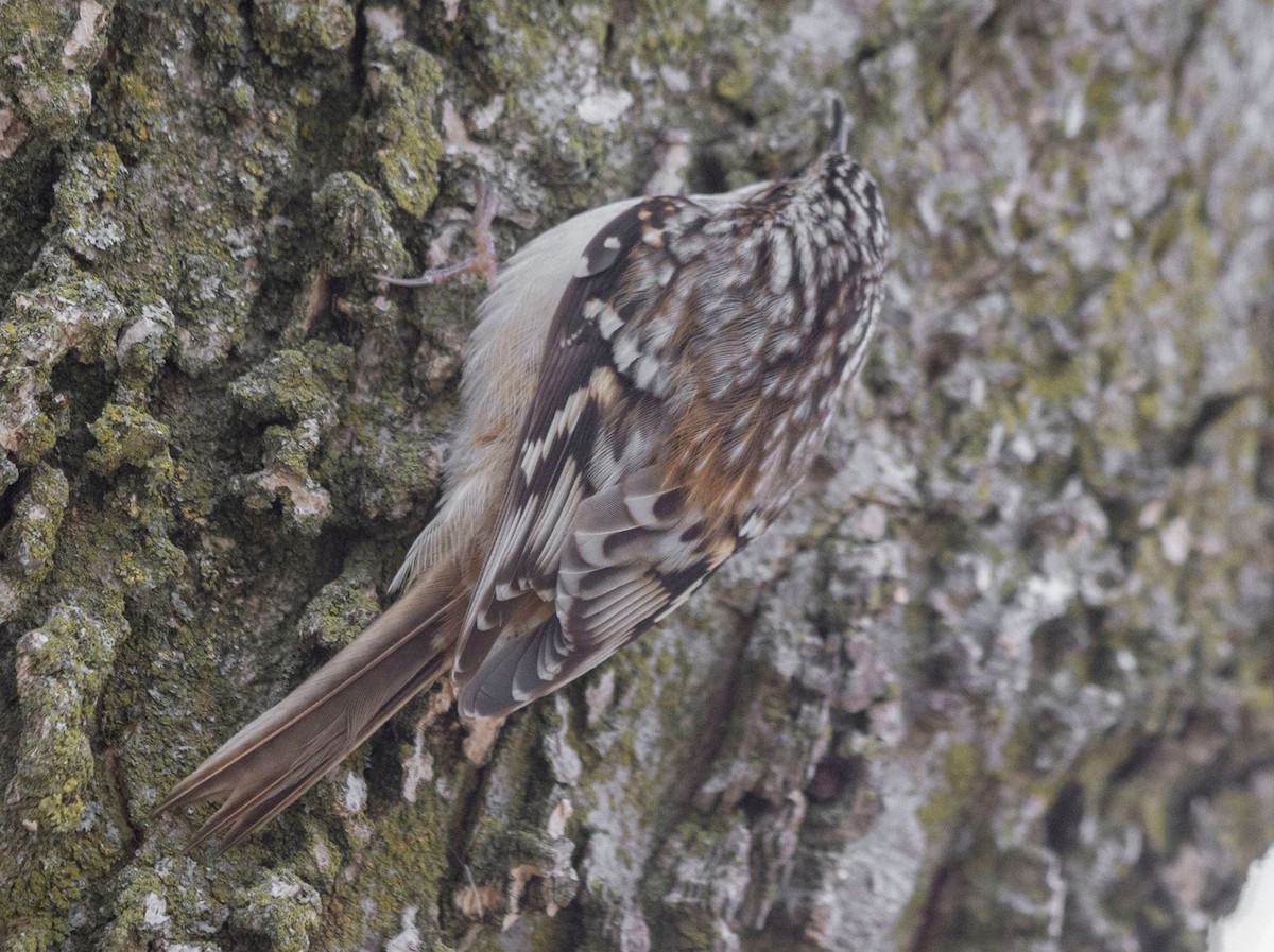 Brown Creeper - ML432365081