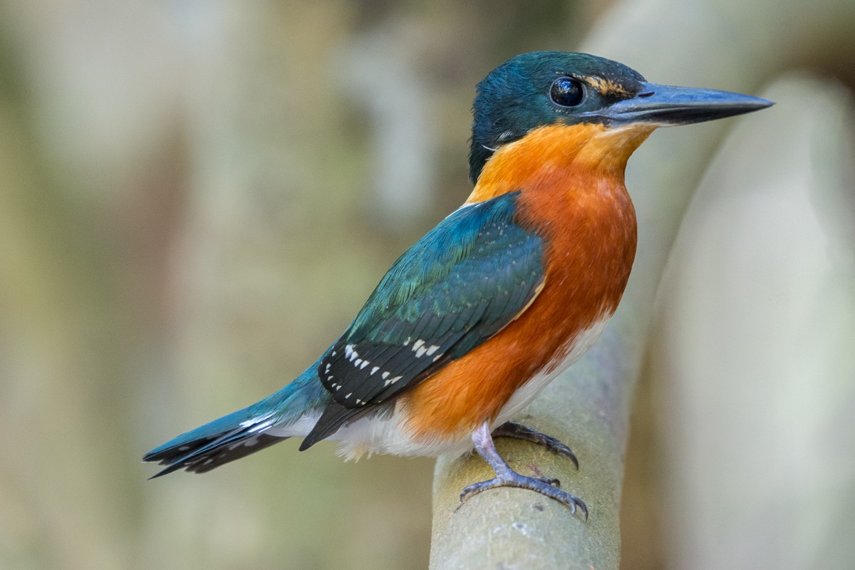 American Pygmy Kingfisher - ML432365341