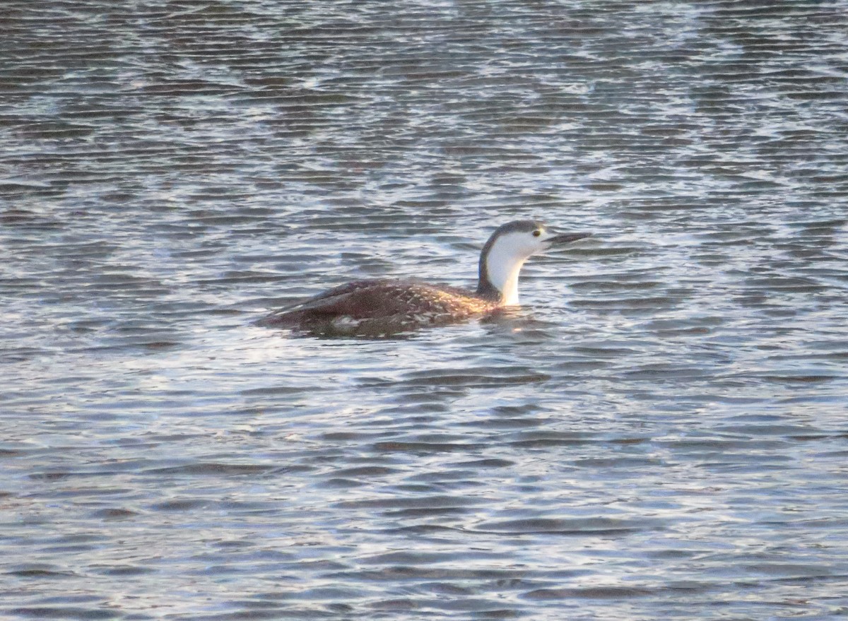 Red-throated Loon - ML432366341