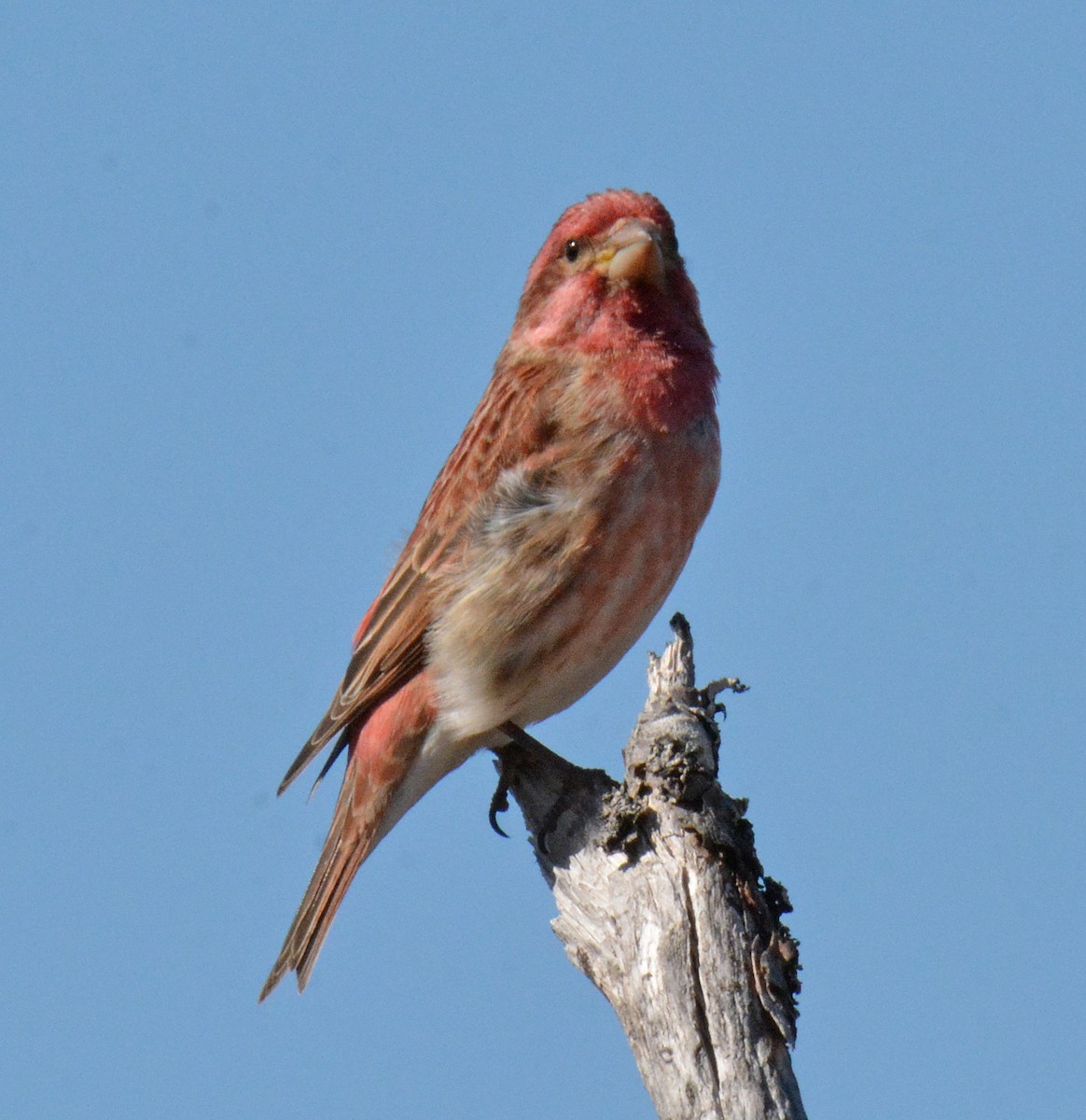 Purple Finch - ML432367111