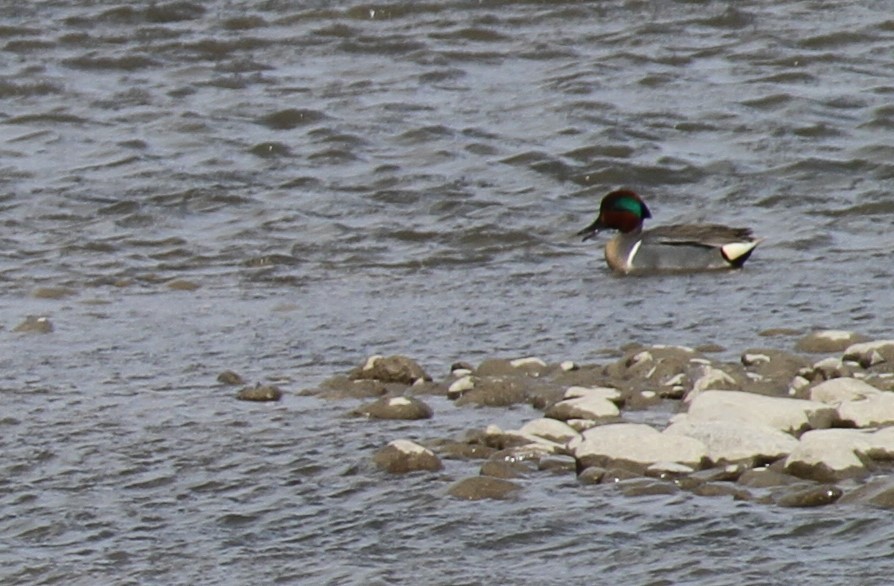 Green-winged Teal - ML432368391