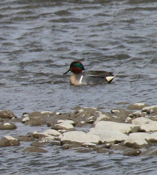 Green-winged Teal - ML432368401