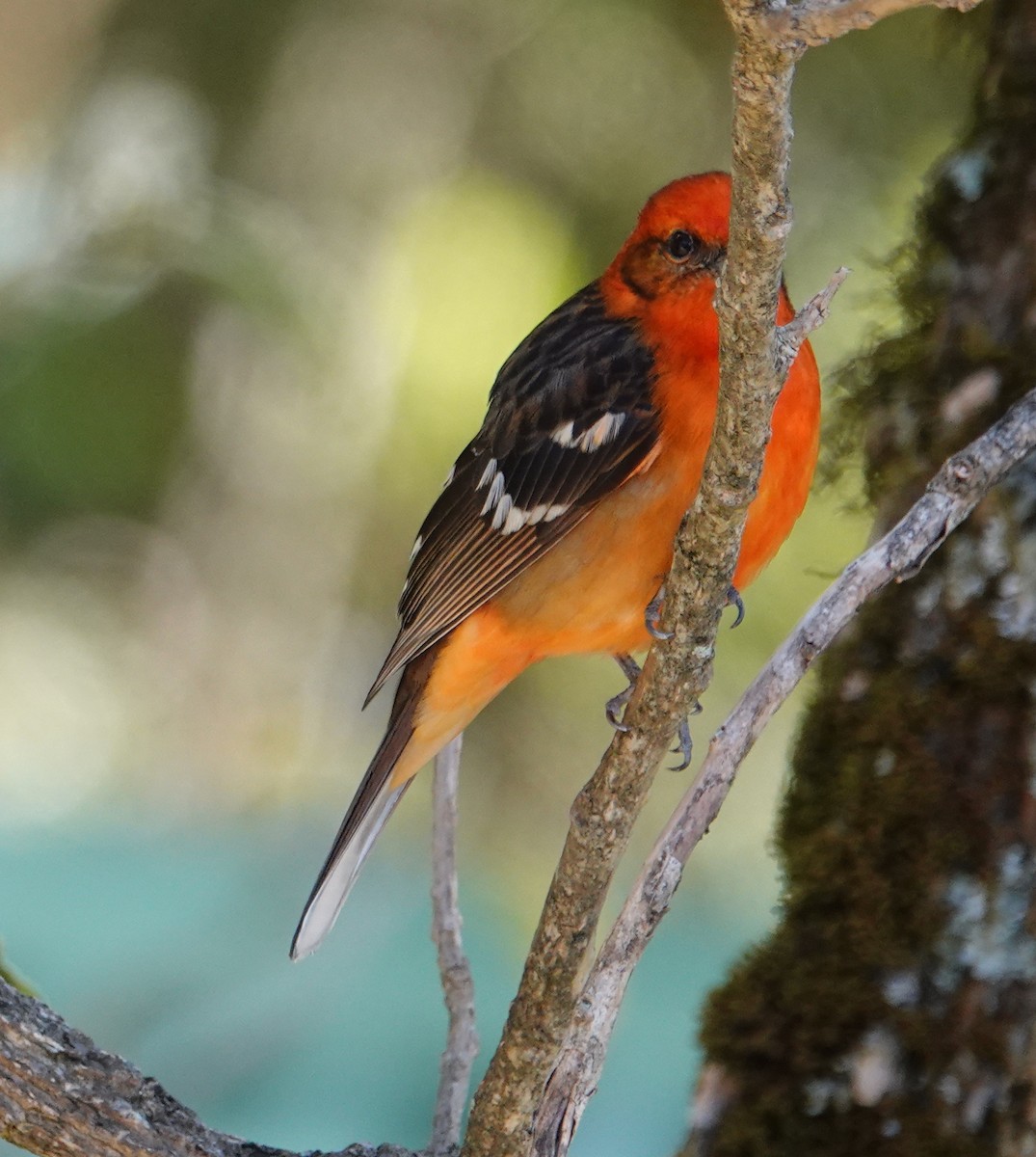 Flame-colored Tanager - ML432368421