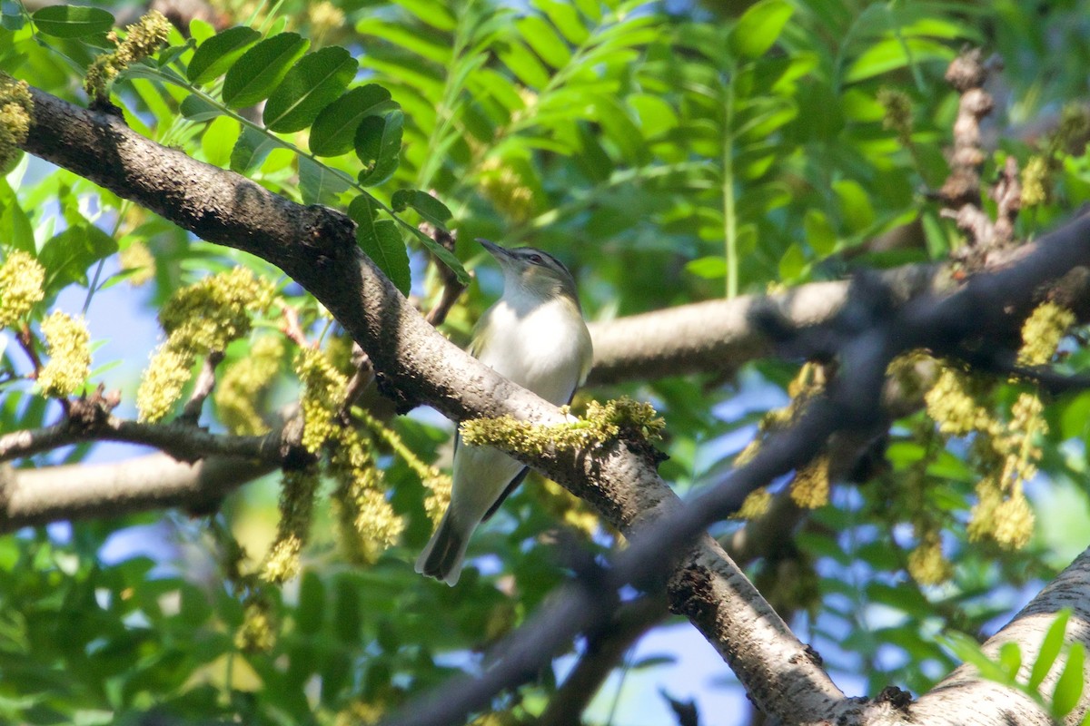 Red-eyed Vireo - ML432369081