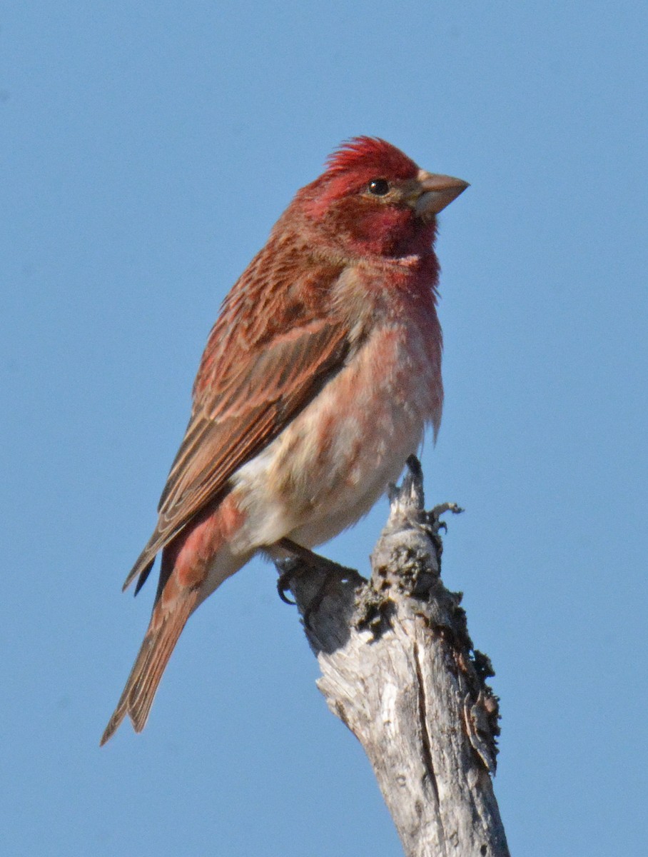 Purple Finch - Michael J Good