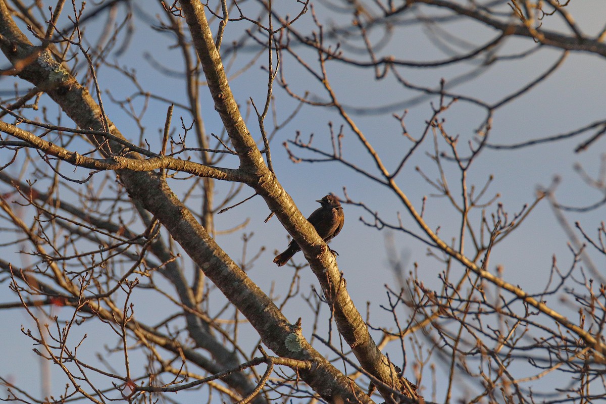 Rusty Blackbird - ML432370341