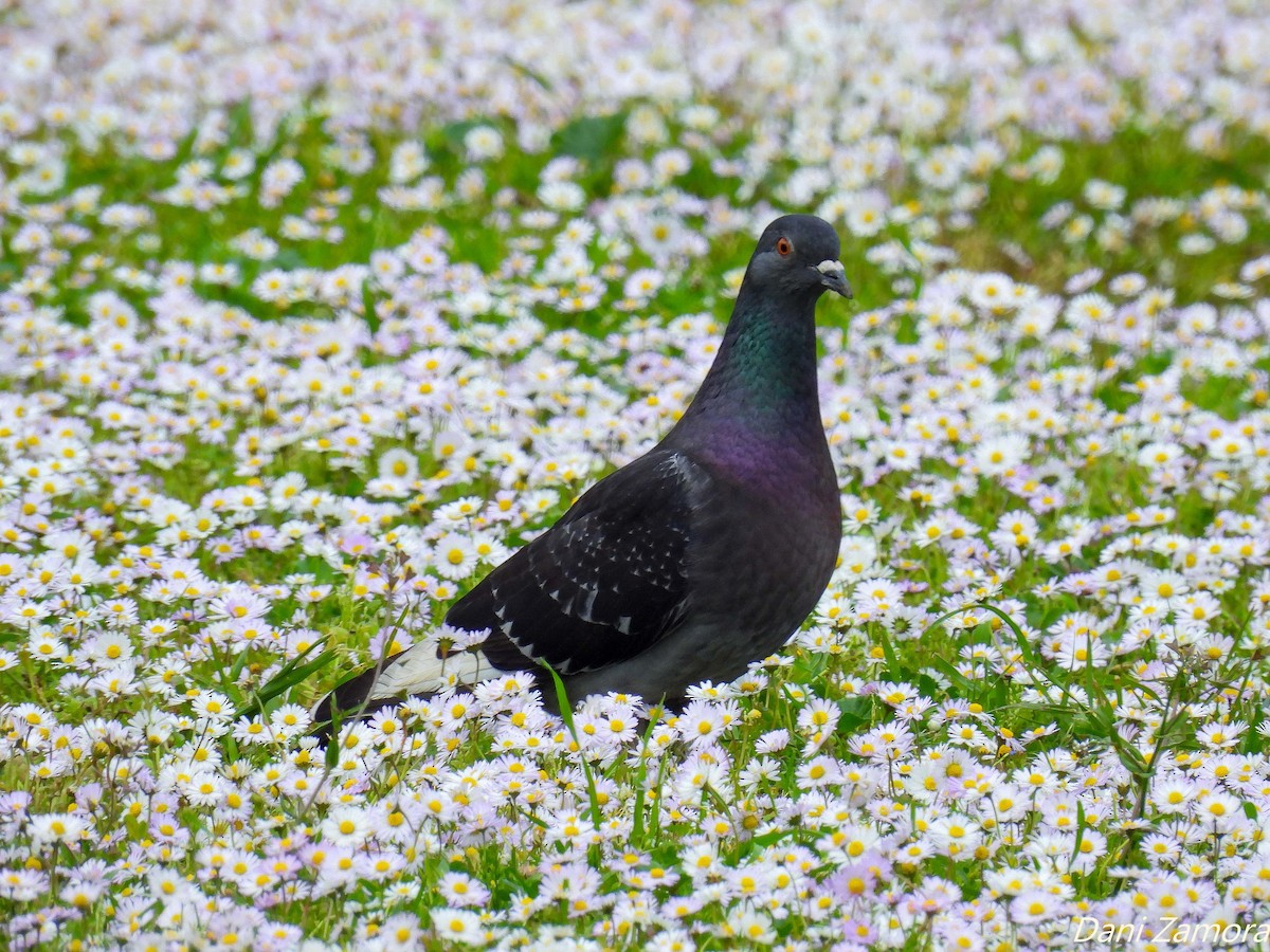 Rock Pigeon (Feral Pigeon) - ML432370901