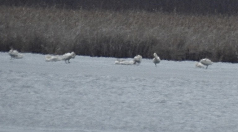 Cygne siffleur - ML432370971