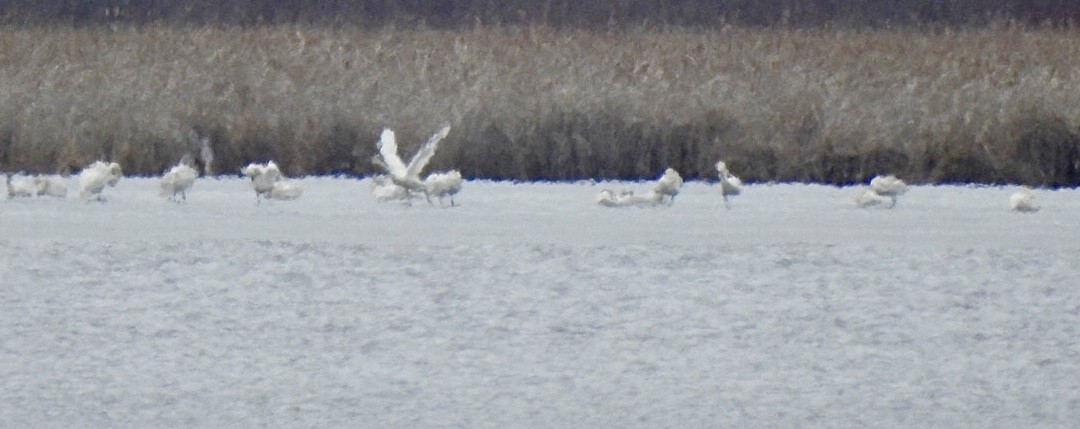 Cygne siffleur - ML432370981