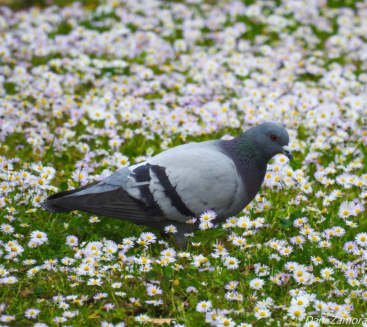 Rock Pigeon (Feral Pigeon) - ML432371101