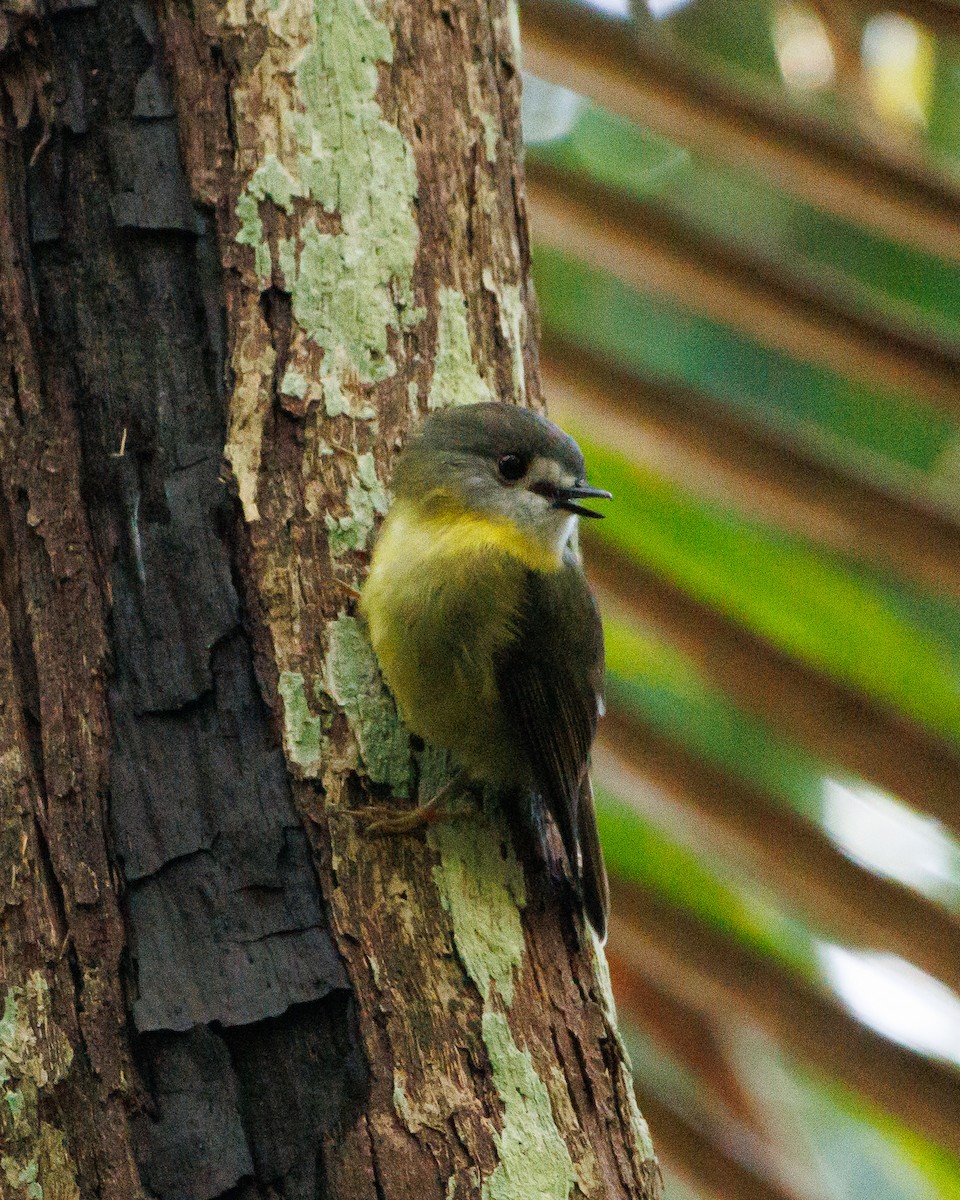 Pale-yellow Robin - ML432371621
