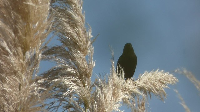 Yellow-winged Blackbird - ML432372431