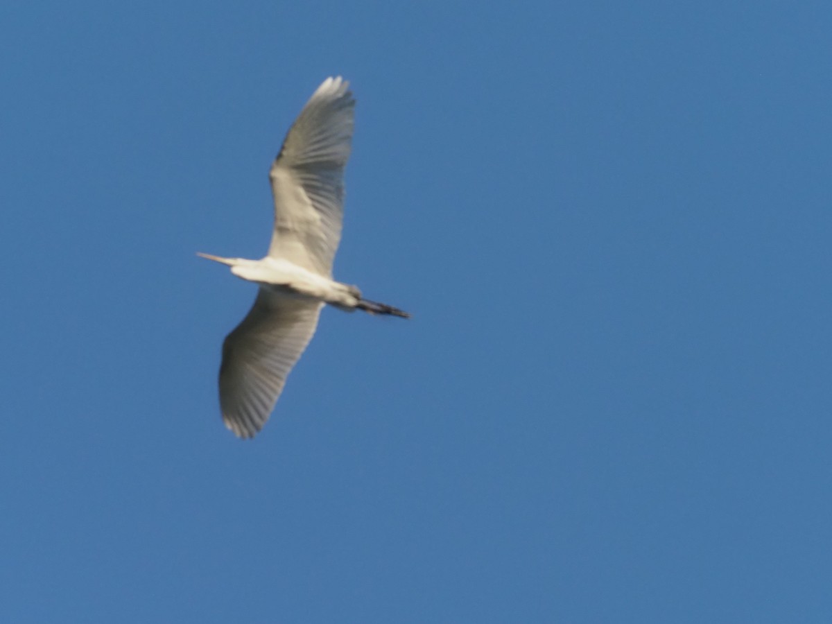 Great Egret - ML432372481