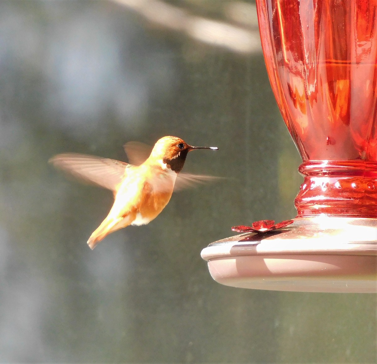 Rufous Hummingbird - Barbara Morgan