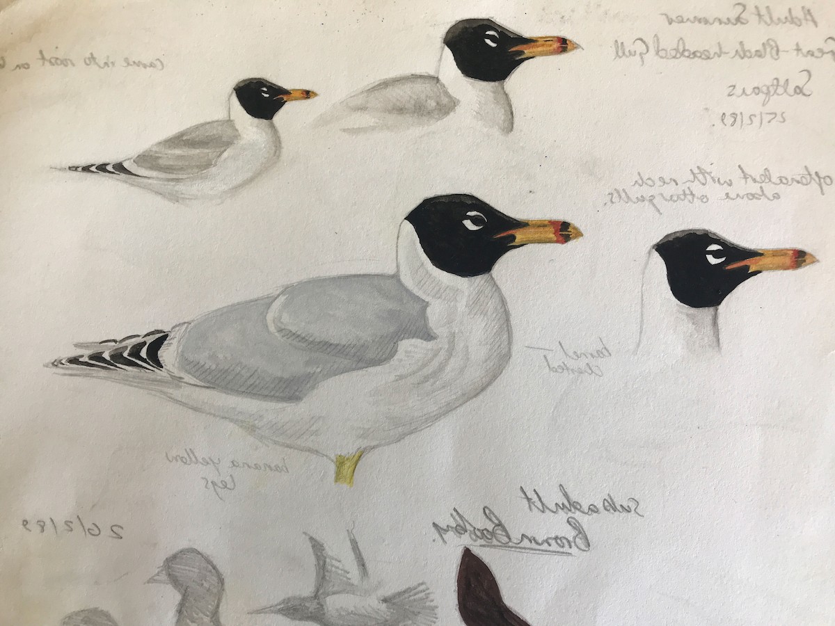 Pallas's Gull - Andrew Birch