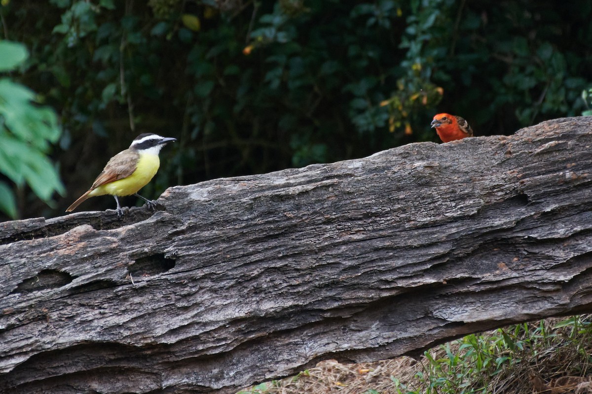 Great Kiskadee - ML432378071