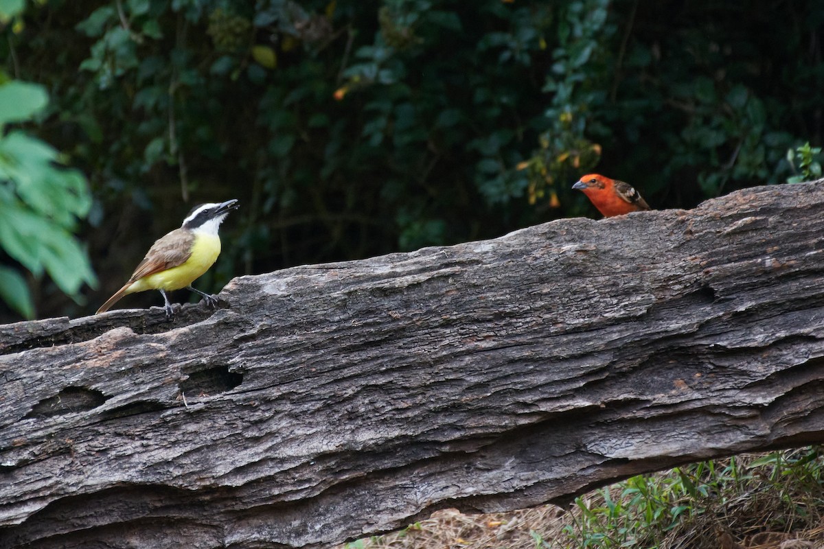 Great Kiskadee - ML432378081