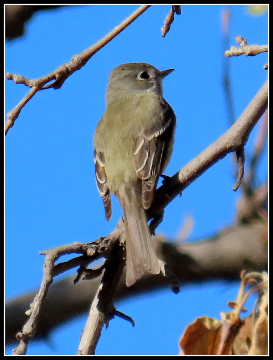 Hammond's Flycatcher - ML432380761