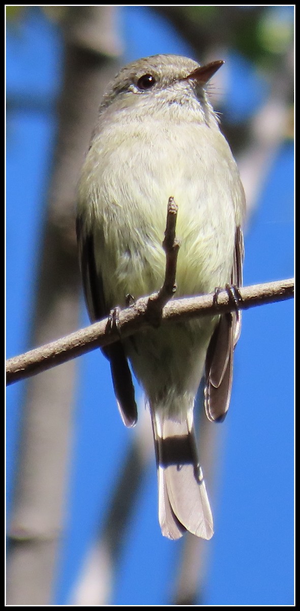 Hammond's Flycatcher - ML432380771