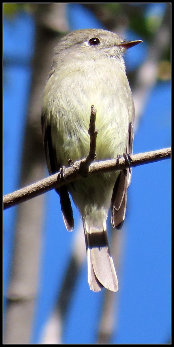Hammond's Flycatcher - ML432380781