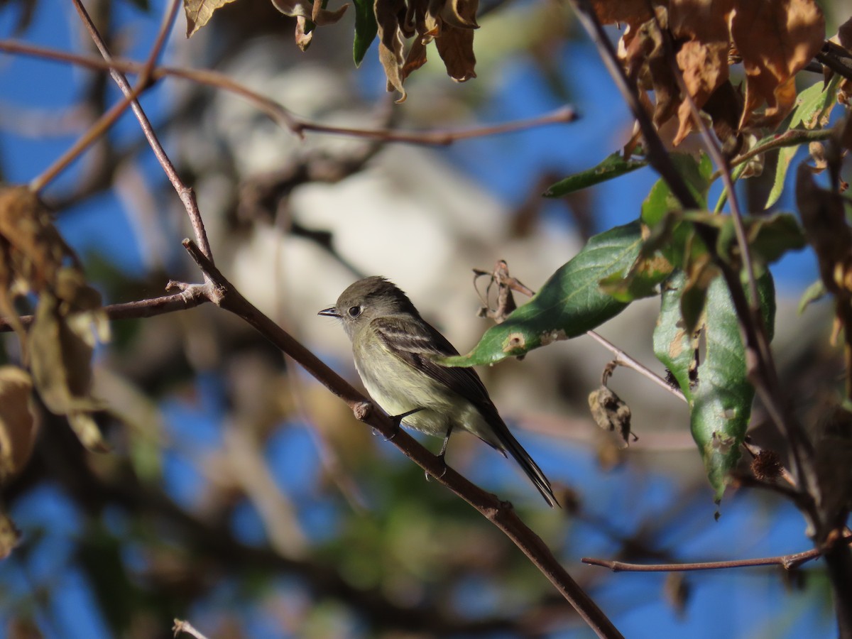 Hammond's Flycatcher - ML432380841