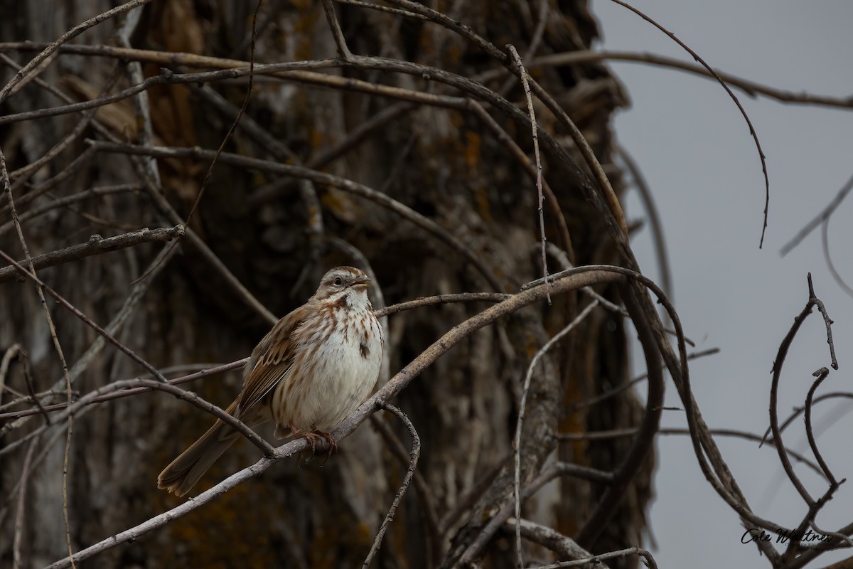 Song Sparrow - Cole Waltner