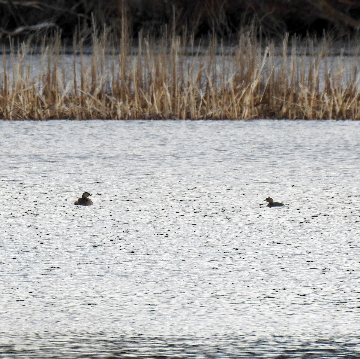 Pied-billed Grebe - ML432383011