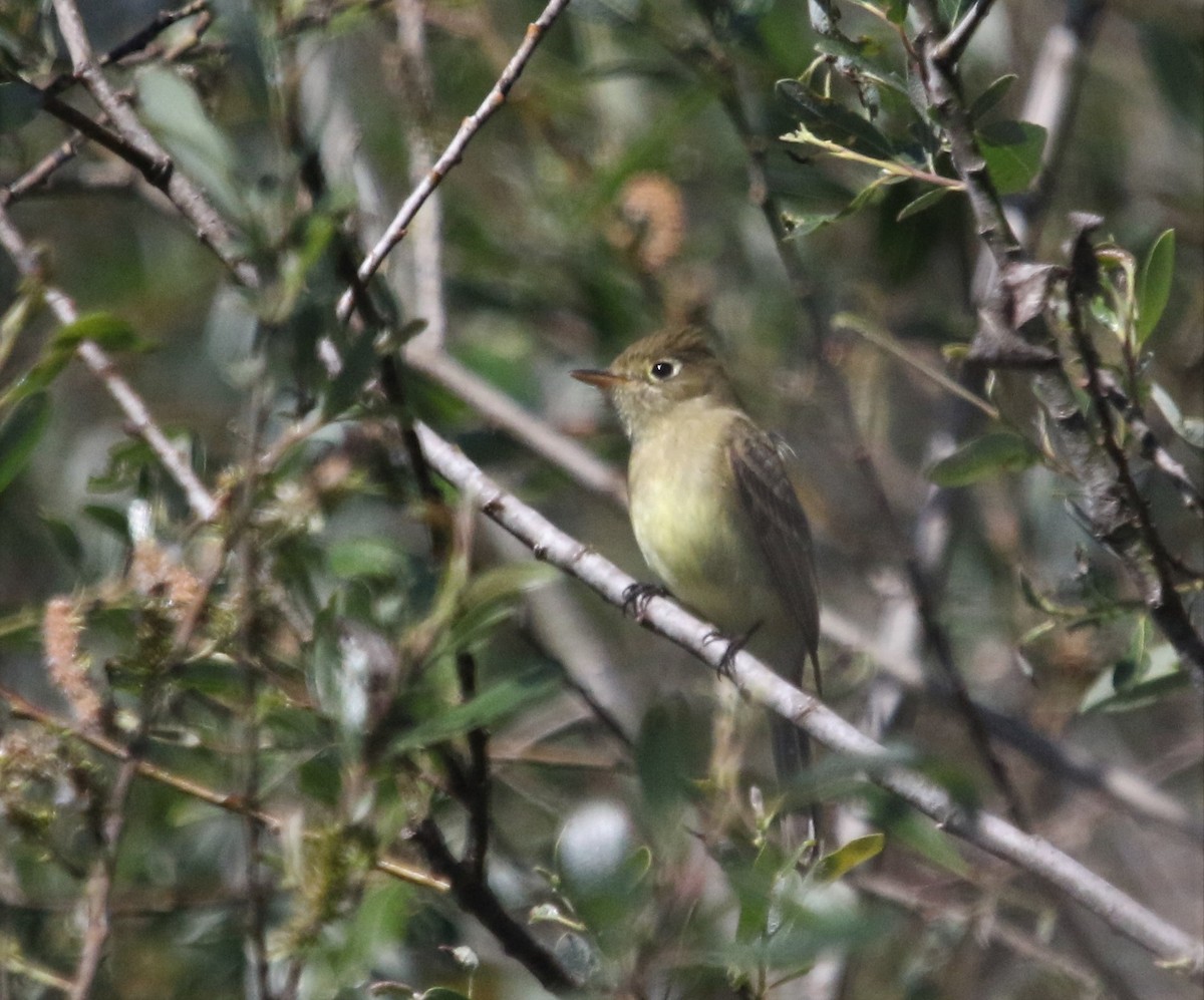 Western Flycatcher (Pacific-slope) - ML432384181