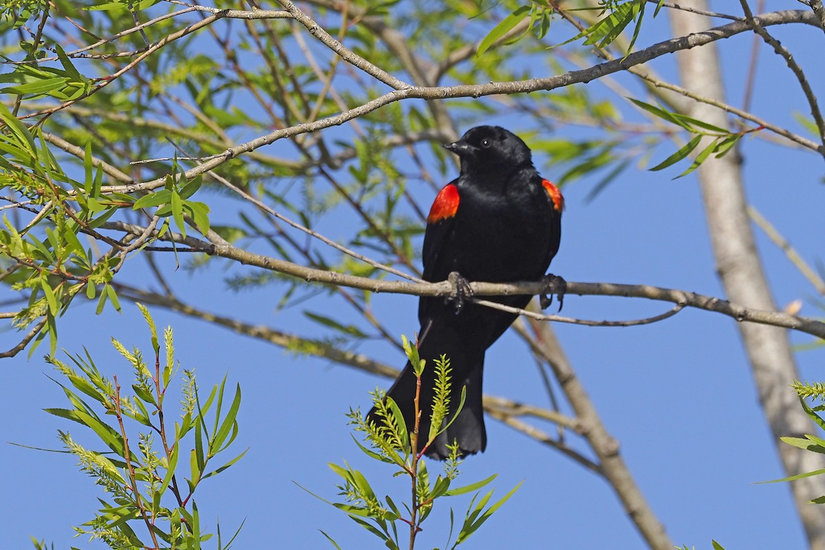 Red-winged Blackbird - ML432386741