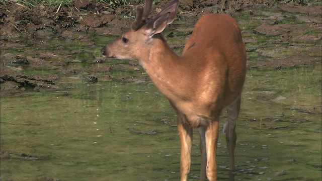 White-tailed Deer - ML432388