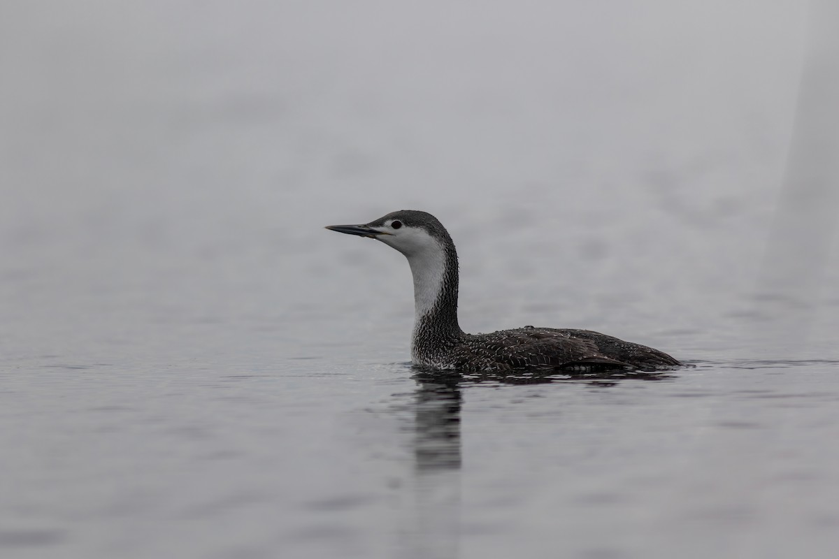 Red-throated Loon - ML432389341