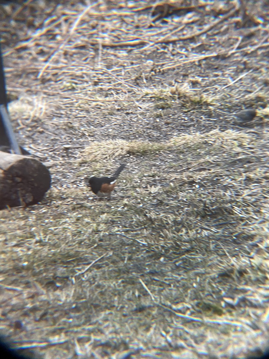 Eastern Towhee - Aubrey Ellickson Fulsaas