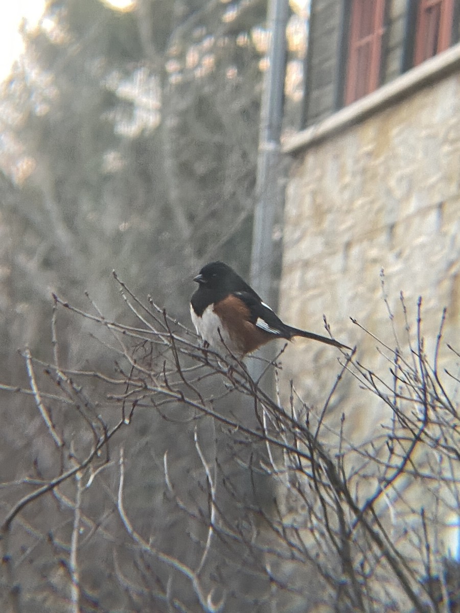 Eastern Towhee - ML432389731