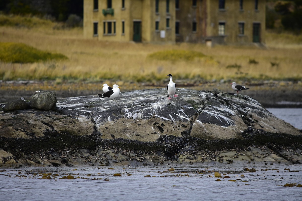 Dolphin Gull - ML432390181