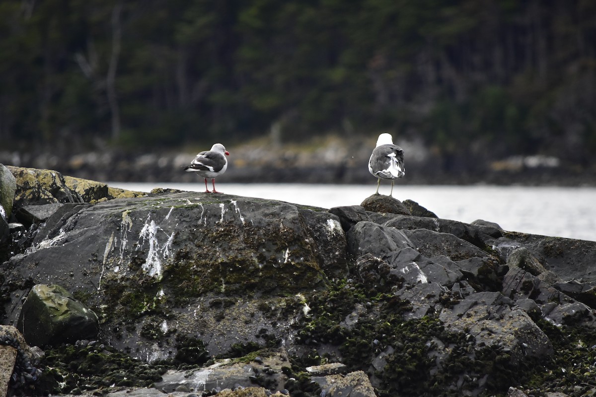 Kelp Gull - ML432390331