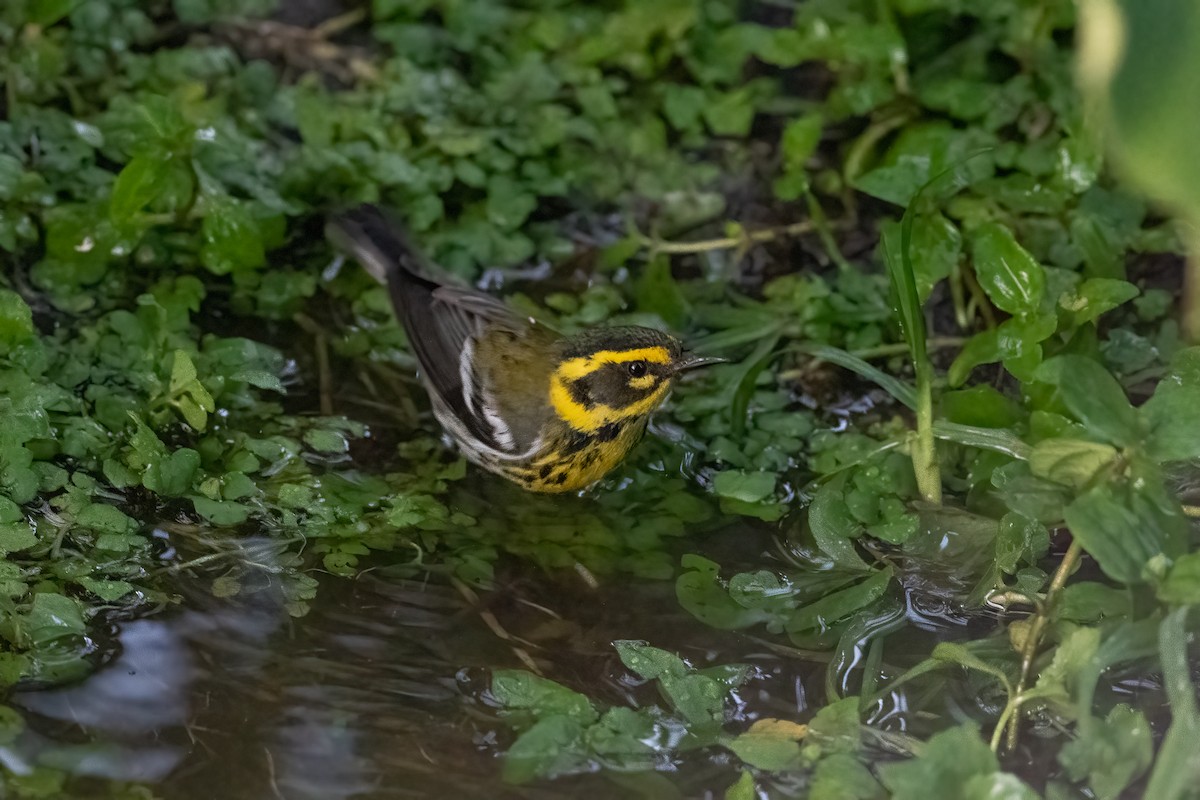 Townsend's Warbler - ML432390771