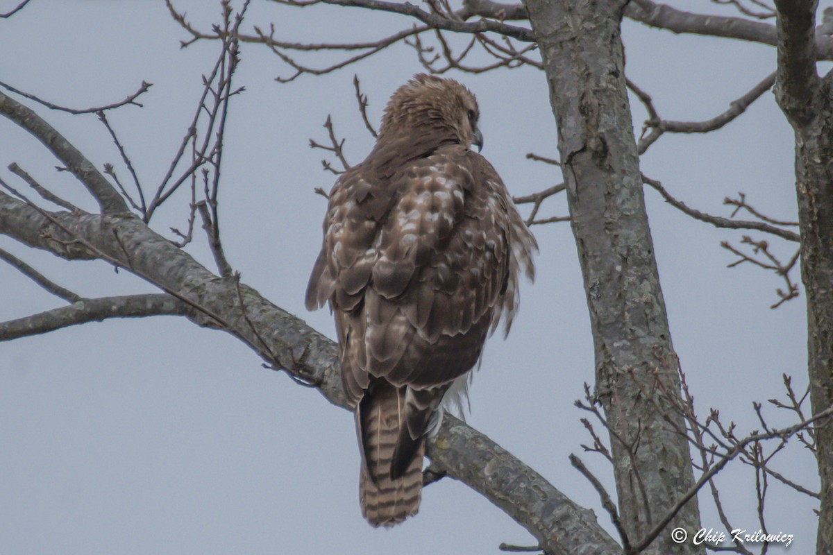 Red-tailed Hawk - ML432390941