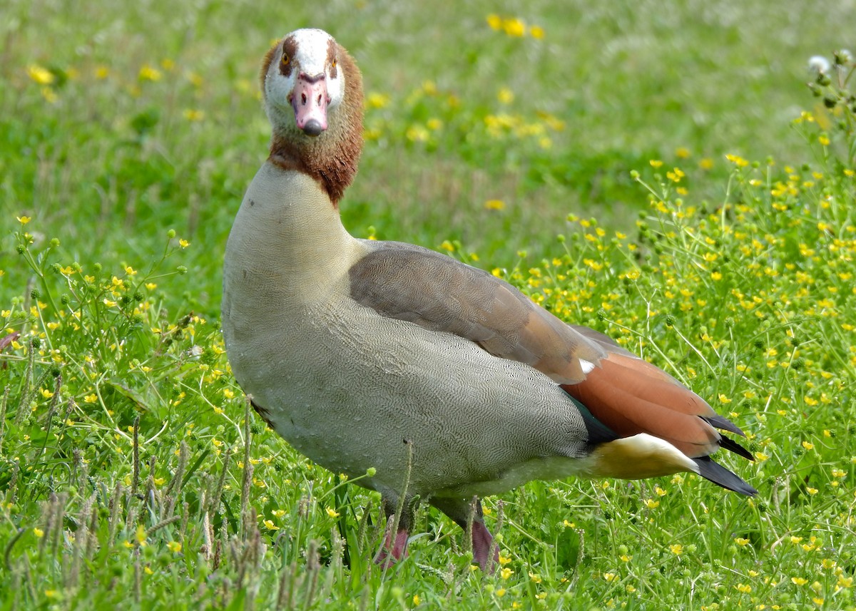 Egyptian Goose - ML432392711